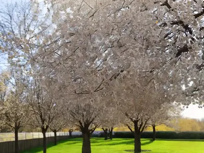 Ulmus Pumila (Siberian Elm)