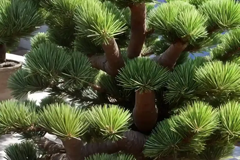Umbrella pine (pinus pinea) — photo 2