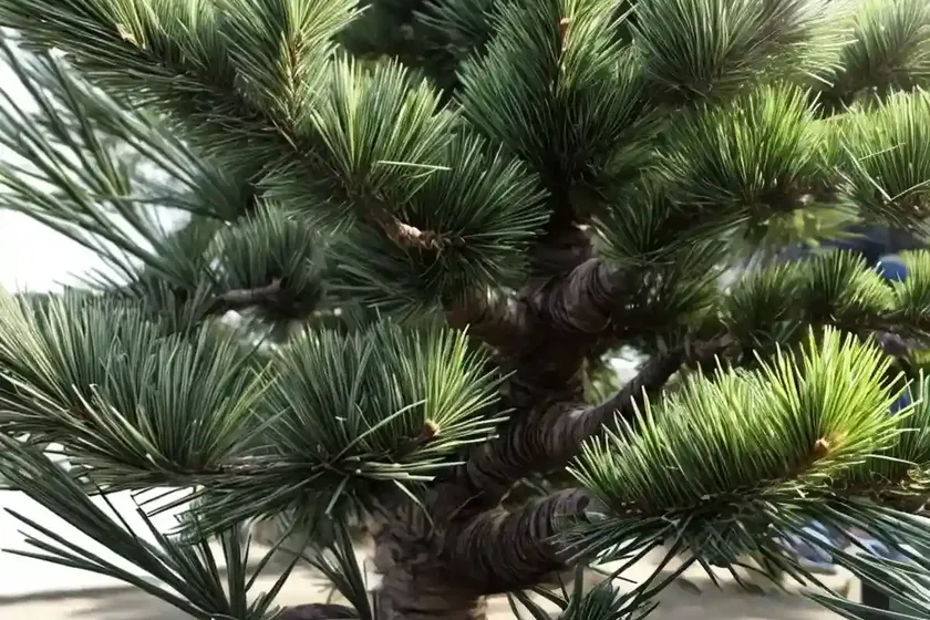 Umbrella pine (pinus pinea) — photo 3