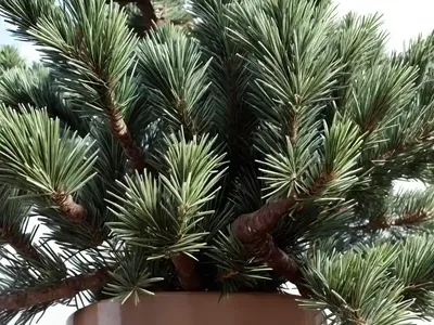 Umbrella Pine (Pinus Pinea)