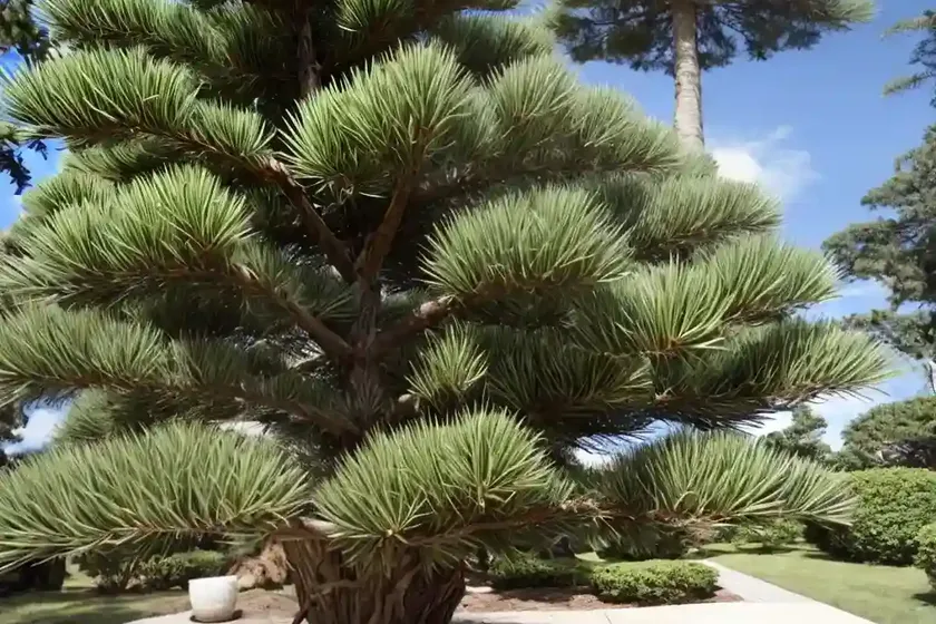 Umbrella-pine (sciadopitys verticillata) — photo 3