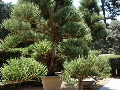 Umbrella-pine (Sciadopitys Verticillata)