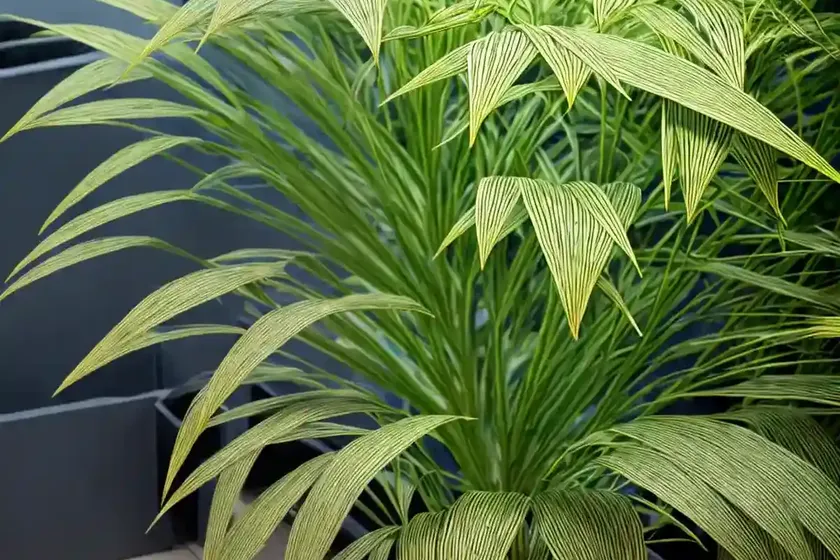 Umbrella plant (cyperus alternifolius ‘variegatus’) — photo 3