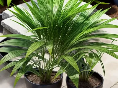 Umbrella Plant (Cyperus Alternifolius ‘Variegatus’)