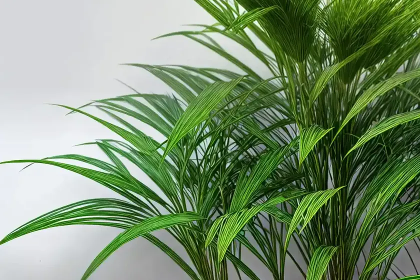 Umbrella Plant (Cyperus Involucratus) — photo 2