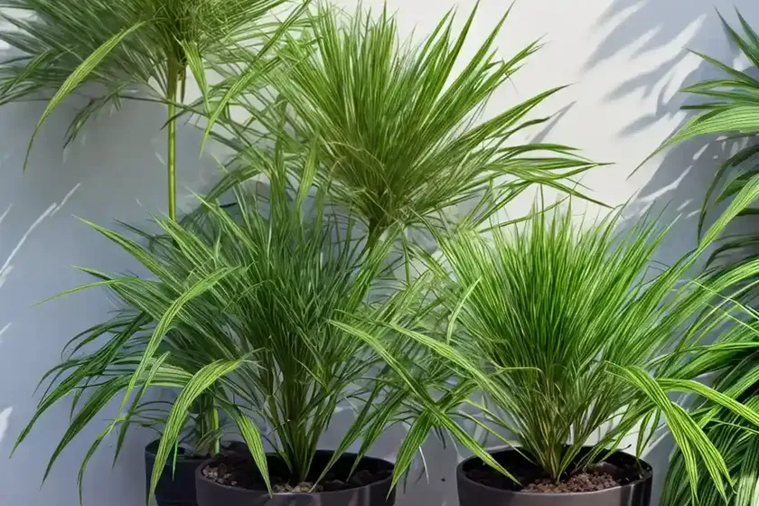 Umbrella Plant (Cyperus Involucratus) — photo 3