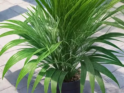 Umbrella Plant (Cyperus Involucratus)