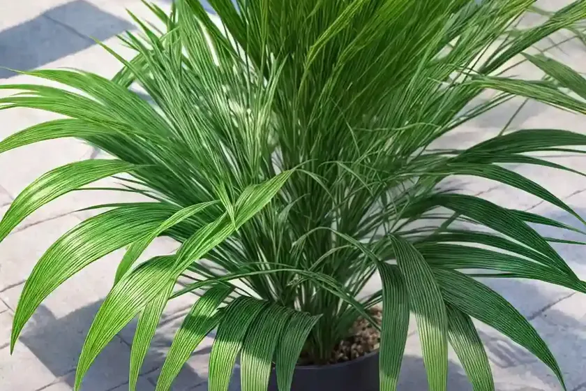 Umbrella Plant (Cyperus Involucratus)