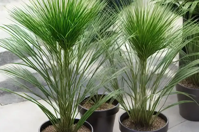 Umbrella Plant (Cyperus Involucratus ‘Gracilis’) — photo 2