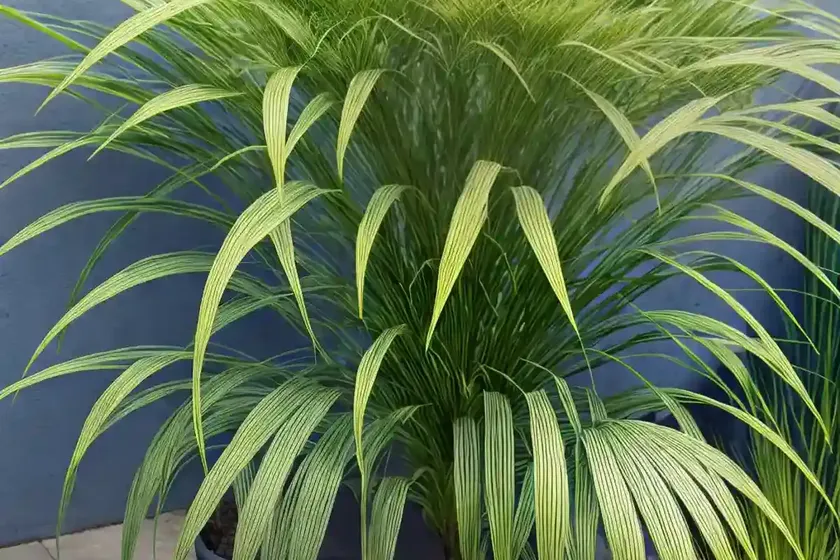 Umbrella Plant (Cyperus Involucratus ‘Gracilis’) — photo 3
