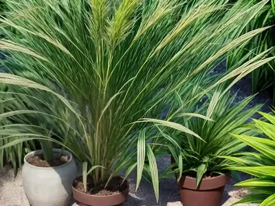 Umbrella Plant (Cyperus Involucratus ‘Gracilis’)