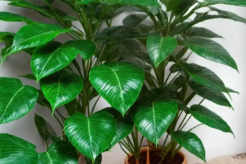 Umbrella plant (schefflera arboricola) — photo 2