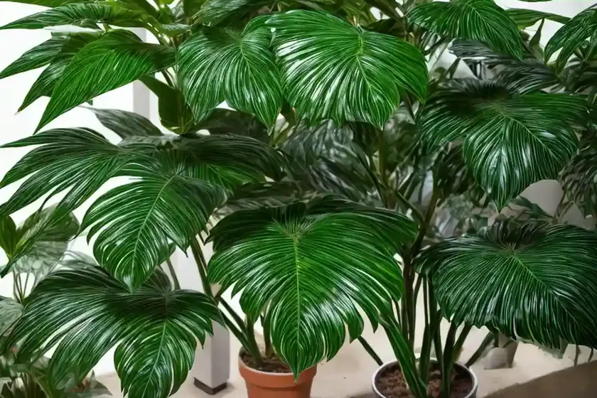 Umbrella plant (schefflera arboricola) — photo 3