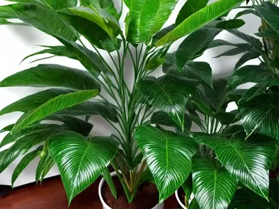 Umbrella Plant (Schefflera Arboricola)