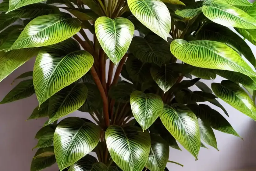 Umbrella tree gold capella (schefflera gold capella) — photo 2