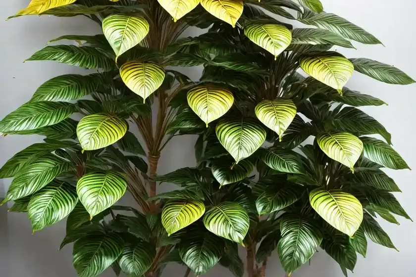 Umbrella tree gold capella (schefflera gold capella) — photo 3