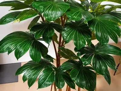 Umbrella Tree Gold Capella (Schefflera Gold Capella)