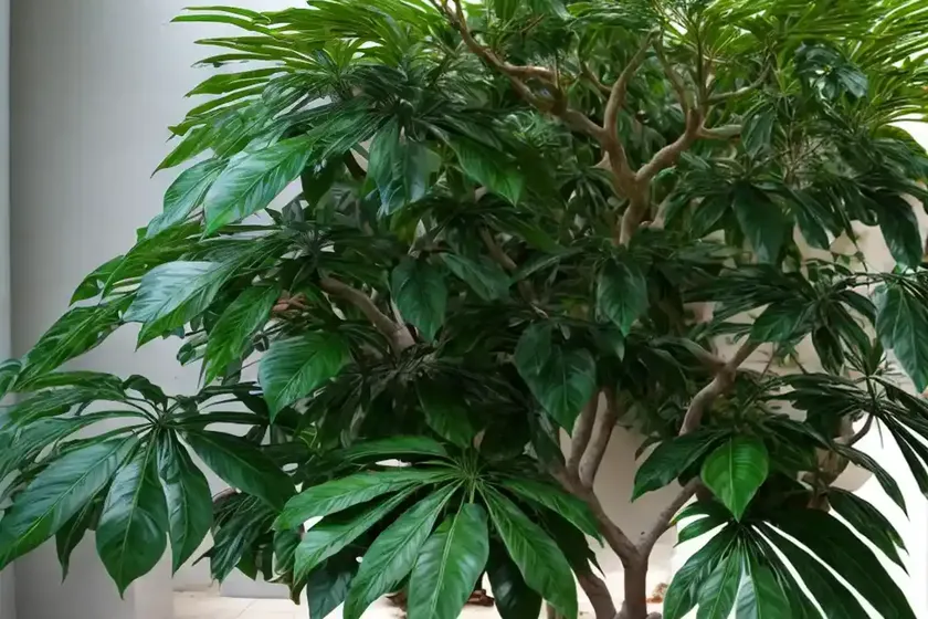 Umbrella tree (schefflera arboricolum) — photo 2