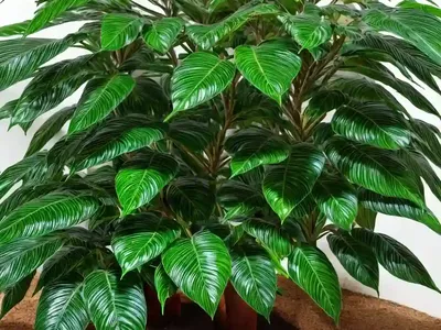 Umbrella Tree (Schefflera Arboricolum)