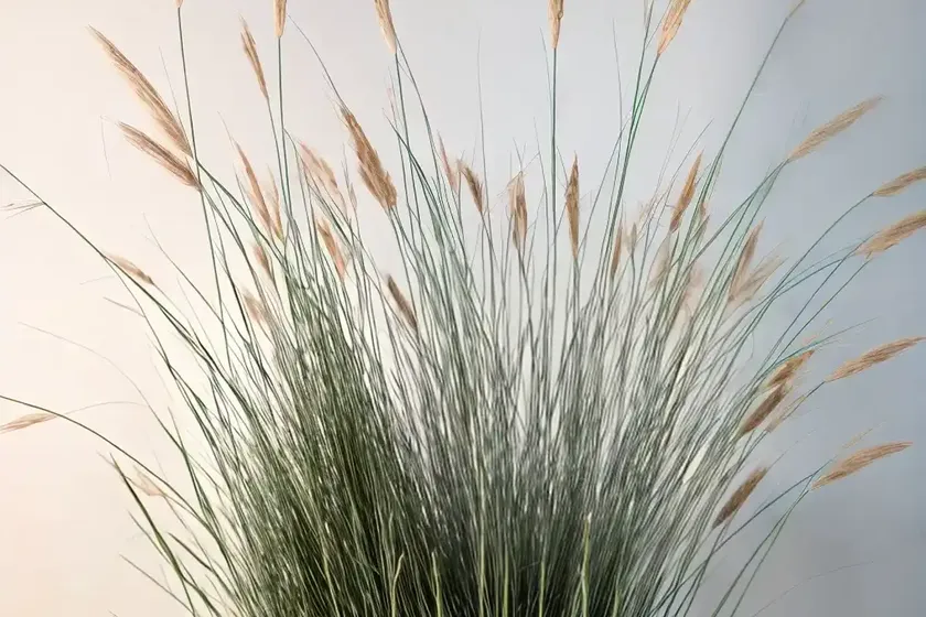 Unicorn reed grass (juncus effusus ‘unicorn’) — photo 2