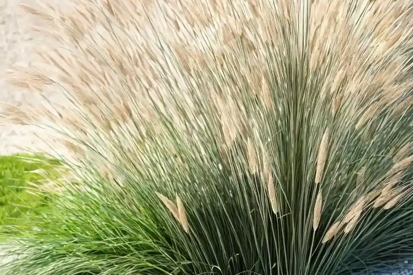 Unicorn reed grass (juncus effusus ‘unicorn’) — photo 3