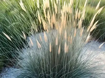 Unicorn Reed Grass (Juncus Effusus ‘Unicorn’)