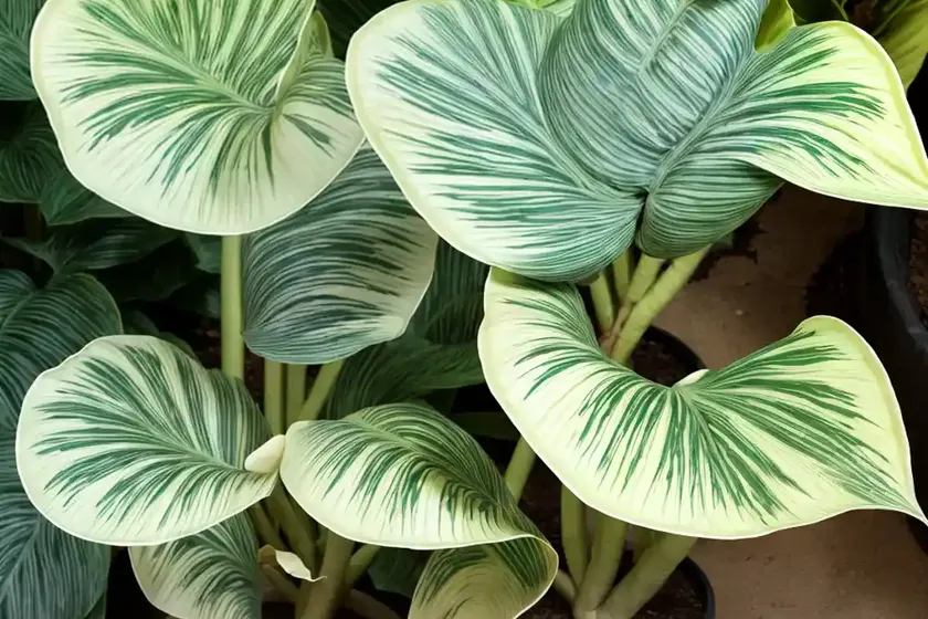 Upright elephant’s ear (alocasia ‘portodora’) — photo 2