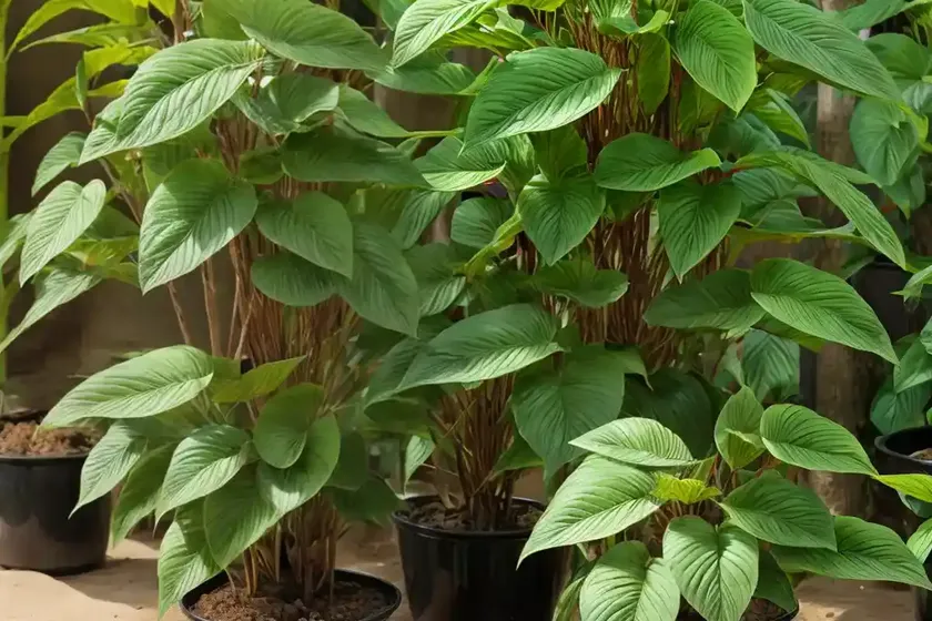 Upright wild ginger (saruma henryi) — photo 2