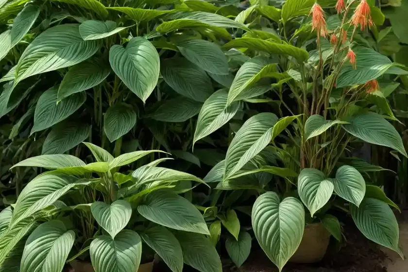 Upright wild ginger (saruma henryi) — photo 3