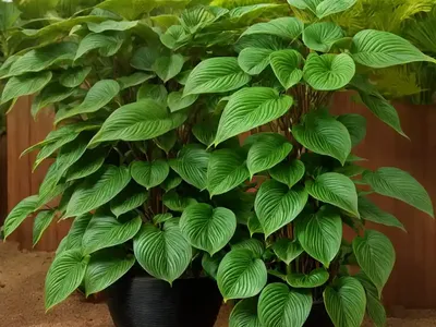 Upright Wild Ginger (Saruma Henryi)