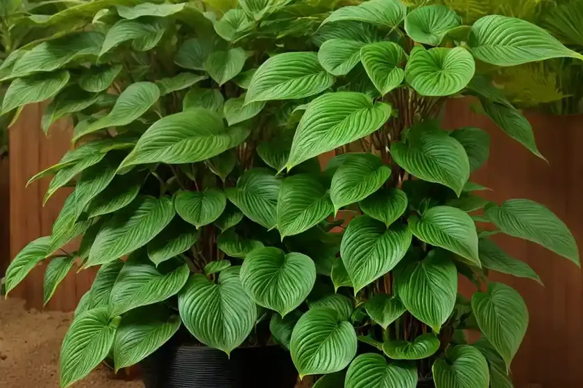 Upright wild ginger (saruma henryi)