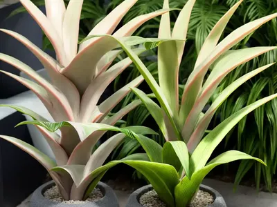 Urn Plant (Aechmea Fasciata)