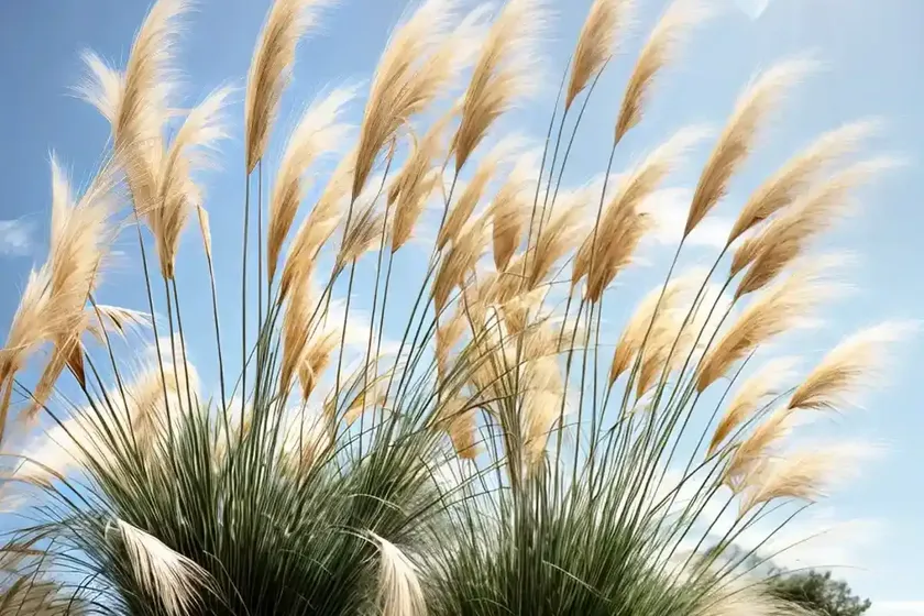 Uruguayan pampas grass (cortaderia selloana) — photo 2