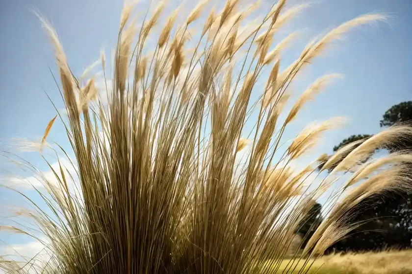Uruguayan pampas grass (cortaderia selloana) — photo 3
