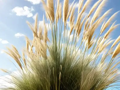 Uruguayan Pampas Grass (Cortaderia Selloana)