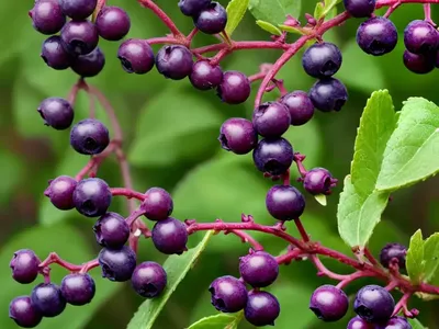 Vaccinium Ovatum (California Huckleberry)