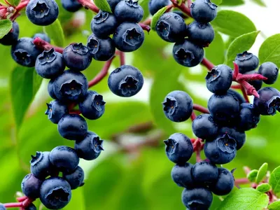 Vaccinium Pallidum (Lowbush Blueberry)
