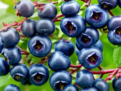 Vaccinium ‘Sunshine Blue’ (Highbush Blueberry)