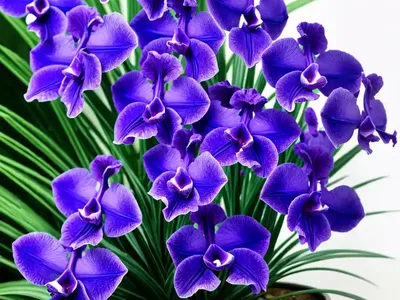Vanda Coerulea (Blue Vanda)