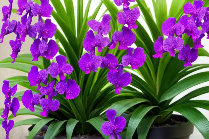 Vanda coerulescens (vanda coerulescens) — photo 3
