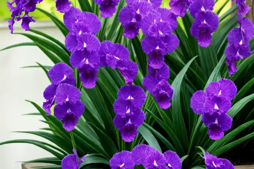 Vanda denisoniana (lady denison londesborough’s vanda) — photo 2