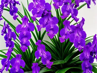 Vanda Denisoniana (Lady Denison Londesborough’s Vanda)