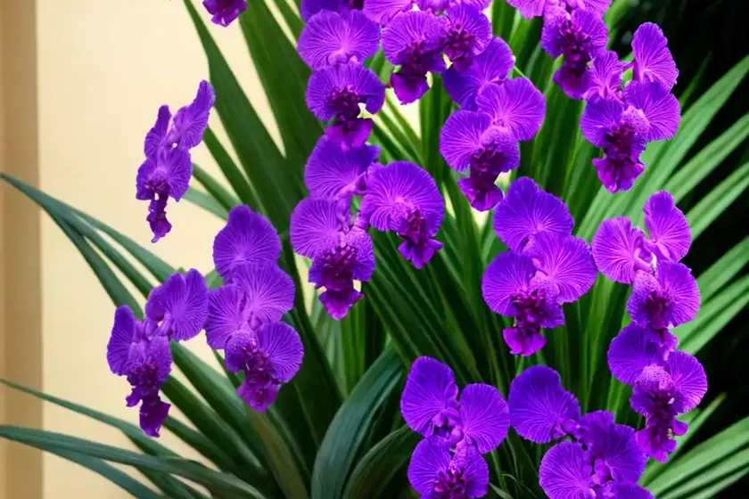 Vanda (orquidia vanda) — photo 2