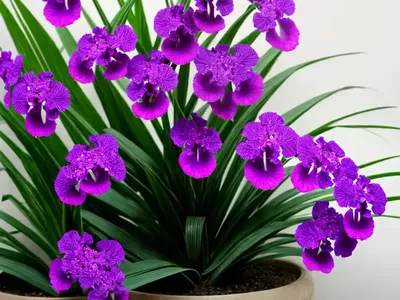 Vanda (Orquidia Vanda)
