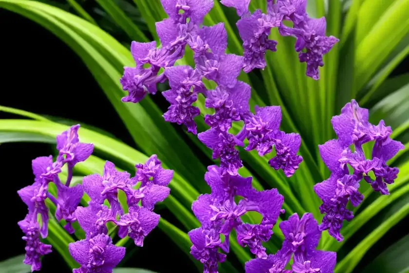 Vanda sanderiana (waling-waling) — photo 2
