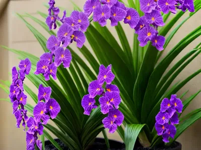 Vanda Sanderiana (Waling-Waling)