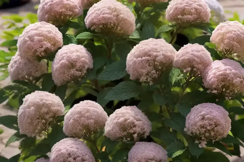 Vanhoutte spirea (spiraea x vanhouttei) — photo 2