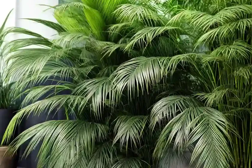 Variegated bamboo fern (coniogramme emeiensis intenz) — photo 2
