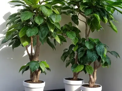 Variegated Benjamin (Variegated Ficus Benjamin)