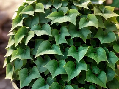 Variegated Ivy (Hedera Helix ‘mein Herz’)